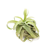 Tillandsia Streptophylla Air Plants - Set of 3 or 6 - 30% Off
