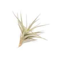 SALE - The Inca Collection of Tillandsia Air Plants - Sets of 9 or 18 - 30% Off