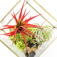Heptahedron Geometric Glass Terrarium with Tillandsia Red Abdita and Ionantha Air Plants