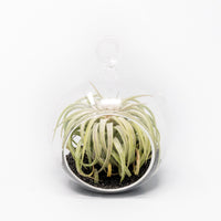 Mini Hanging Flat Bottom Beach Terrariums with White or Black Sand