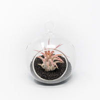 Mini Hanging Flat Bottom Beach Terrariums with White or Black Sand