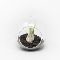 Mini Hanging Flat Bottom Beach Terrariums with White or Black Sand