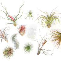 Premium Tillandsia Air Plant Grab Bag & Fertilizer Packet - Set of 10, 20 or 30