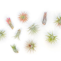 Tillandsia Ionantha Air Plant Variety