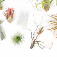 Premium Tillandsia Air Plant Grab Bag & Fertilizer Packet - Set of 10, 20 or 30