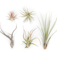 SALE - The Yucatan Collection of Tillandsia Air Plants - Set of 10 or 20 - 50% Off
