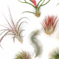 Premium Tillandsia Air Plant Grab Bag & Fertilizer Packet - Set of 10, 20 or 30