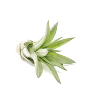 Tillandsia Velutina Air Plants