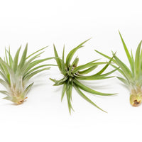 Tillandsia Velutina Air Plants
