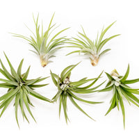 Tillandsia Velutina Air Plants
