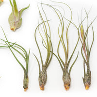The Wild Things Collection of Tillandsia Air Plants - Set of 9 or 18