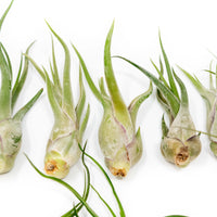 The Wild Things Collection of Tillandsia Air Plants - Set of 9 or 18