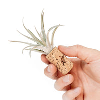 Magnetic Wine Cork with Tillandsia Assorted Air Plant