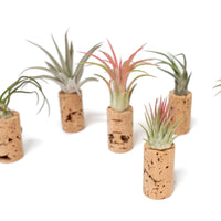 Magnetic Wine Cork with Tillandsia Assorted Air Plant