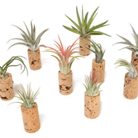 Magnetic Wine Cork with Tillandsia Assorted Air Plant