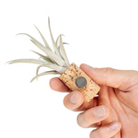 Magnetic Wine Cork with Tillandsia Assorted Air Plant