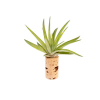 Magnetic Wine Cork with Tillandsia Assorted Air Plant