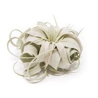 Small Tillandsia Xerographica / 4 -5 Inches Wide