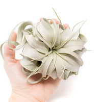Small Tillandsia Xerographica / 4 -5 Inches Wide