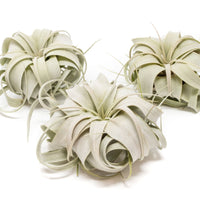 Small Tillandsia Xerographica / 4 -5 Inches Wide