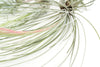Special Jumbo Tillandsia Air Plants - Set of 12