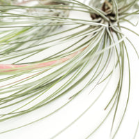 Special Jumbo Tillandsia Air Plants - Set of 12