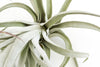 Special Jumbo Tillandsia Air Plants - Set of 12