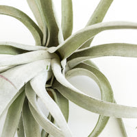 Special Jumbo Tillandsia Air Plants - Set of 12