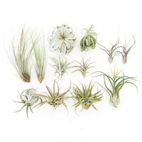 Special Jumbo Tillandsia Air Plants - Set of 12