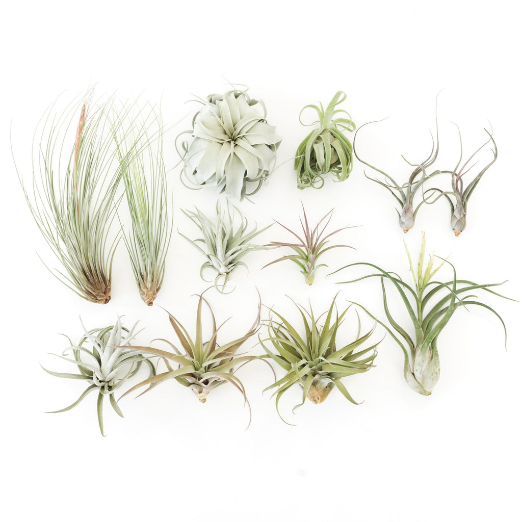 Special Jumbo Tillandsia Air Plants - Set of 12