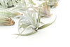 Special Jumbo Tillandsia Air Plants - Set of 12