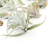Special Jumbo Tillandsia Air Plants - Set of 12