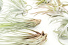 Special Jumbo Tillandsia Air Plants - Set of 12