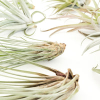 Special Jumbo Tillandsia Air Plants - Set of 12