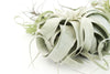 Special Jumbo Tillandsia Air Plants - Set of 12
