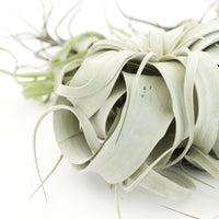 Special Jumbo Tillandsia Air Plants - Set of 12