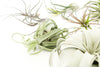 Special Jumbo Tillandsia Air Plants - Set of 12