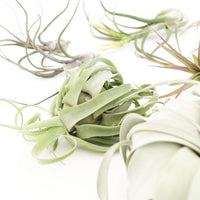 Special Jumbo Tillandsia Air Plants - Set of 12