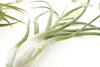 Special Jumbo Tillandsia Air Plants - Set of 12