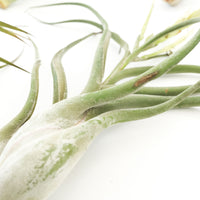 Special Jumbo Tillandsia Air Plants - Set of 12