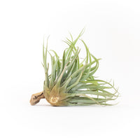 Tillandsia Capitata Salmon Air Plants