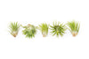 Tillandsia Ionantha Mexican Air Plants