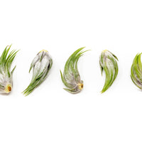 Tillandsia Ionantha Scaposa Air Plants