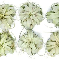 Small Tillandsia Xerographica / 4 -5 Inches Wide