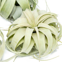 Small Tillandsia Xerographica / 4 -5 Inches Wide