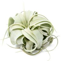 Small Tillandsia Xerographica / 4 -5 Inches Wide