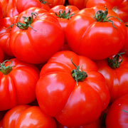 Red Brandywine Tomato Seeds, Heirloom Garden Vegetables