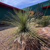 Dasylirion longissimum, Succulent Mexican Grass Tree
