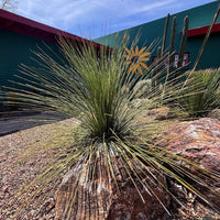 Dasylirion longissimum, Succulent Mexican Grass Tree