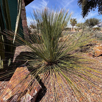 Dasylirion longissimum, Succulent Mexican Grass Tree